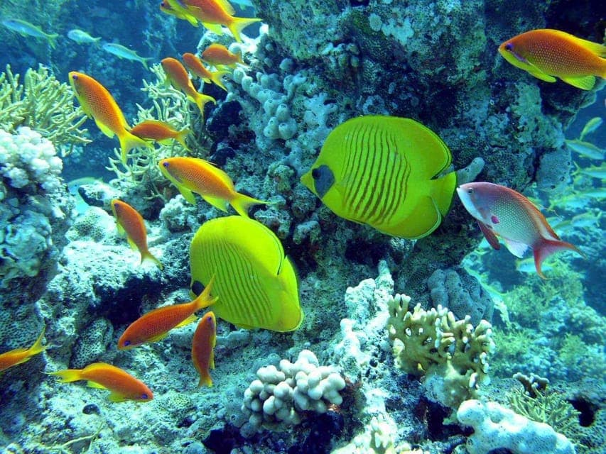 Hurghada: Full-Day Scuba Diving Tour with 2 Sites and Lunch