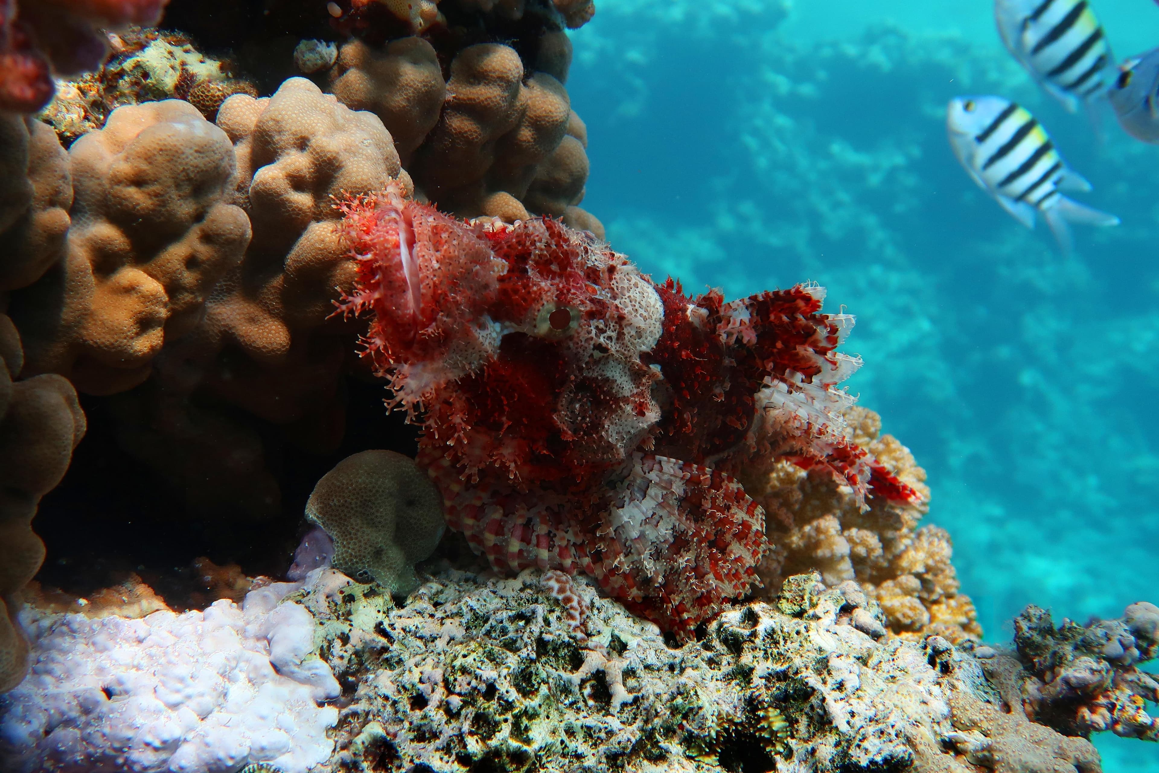 Red Sea Cruise with Snorkeling and Lunch