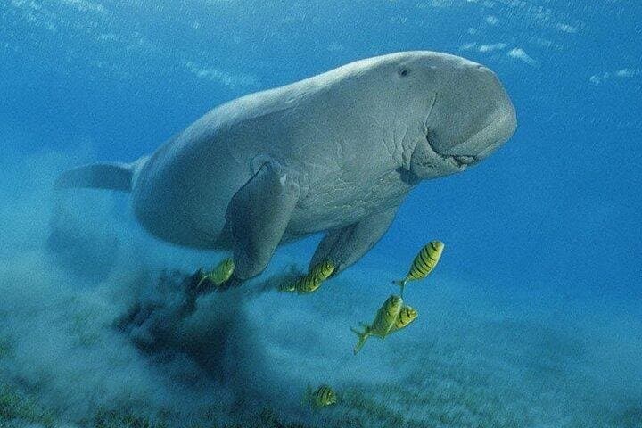 Marsa Mubarak Boat Trip with Turtles and Dugongs from Hurghada