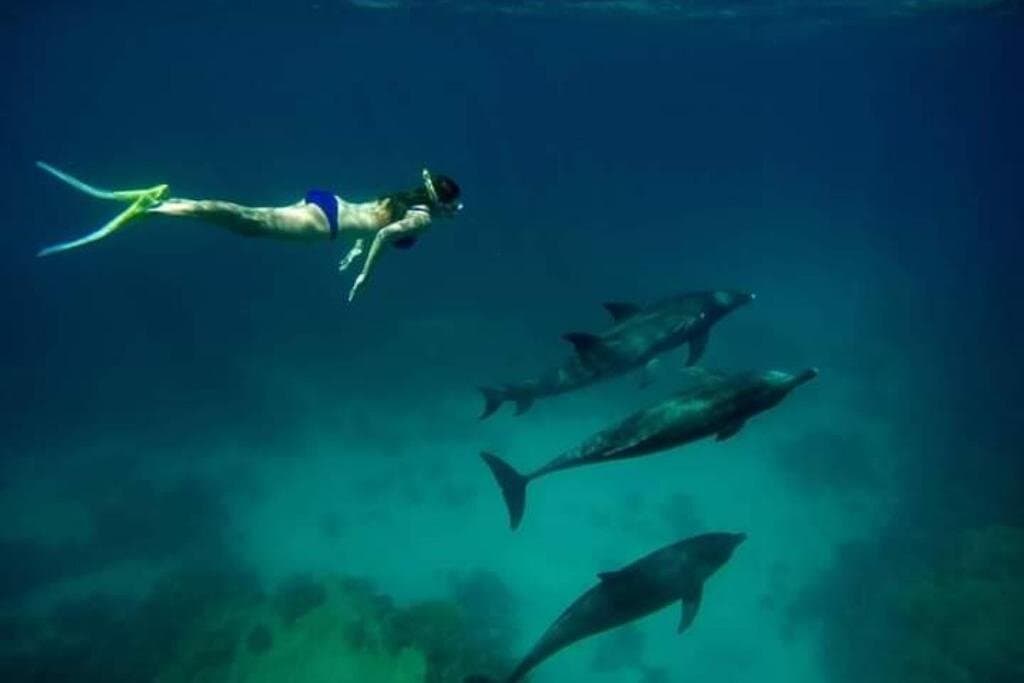 Full-Day Dolphin House from Hurghada