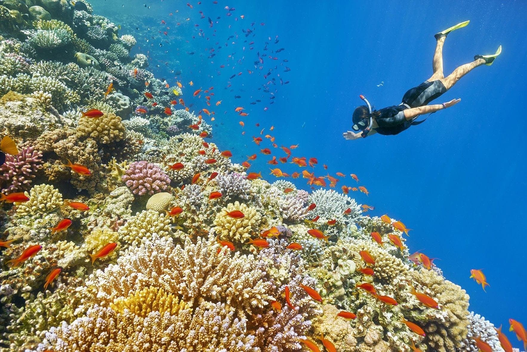 Snorkeling trip from Luxor to the Red Sea
