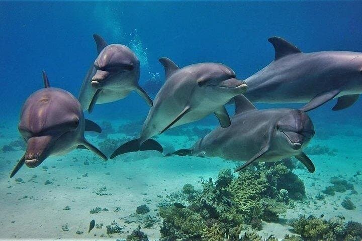 Dolphin House in Hurghada Snorkeling and Lunch