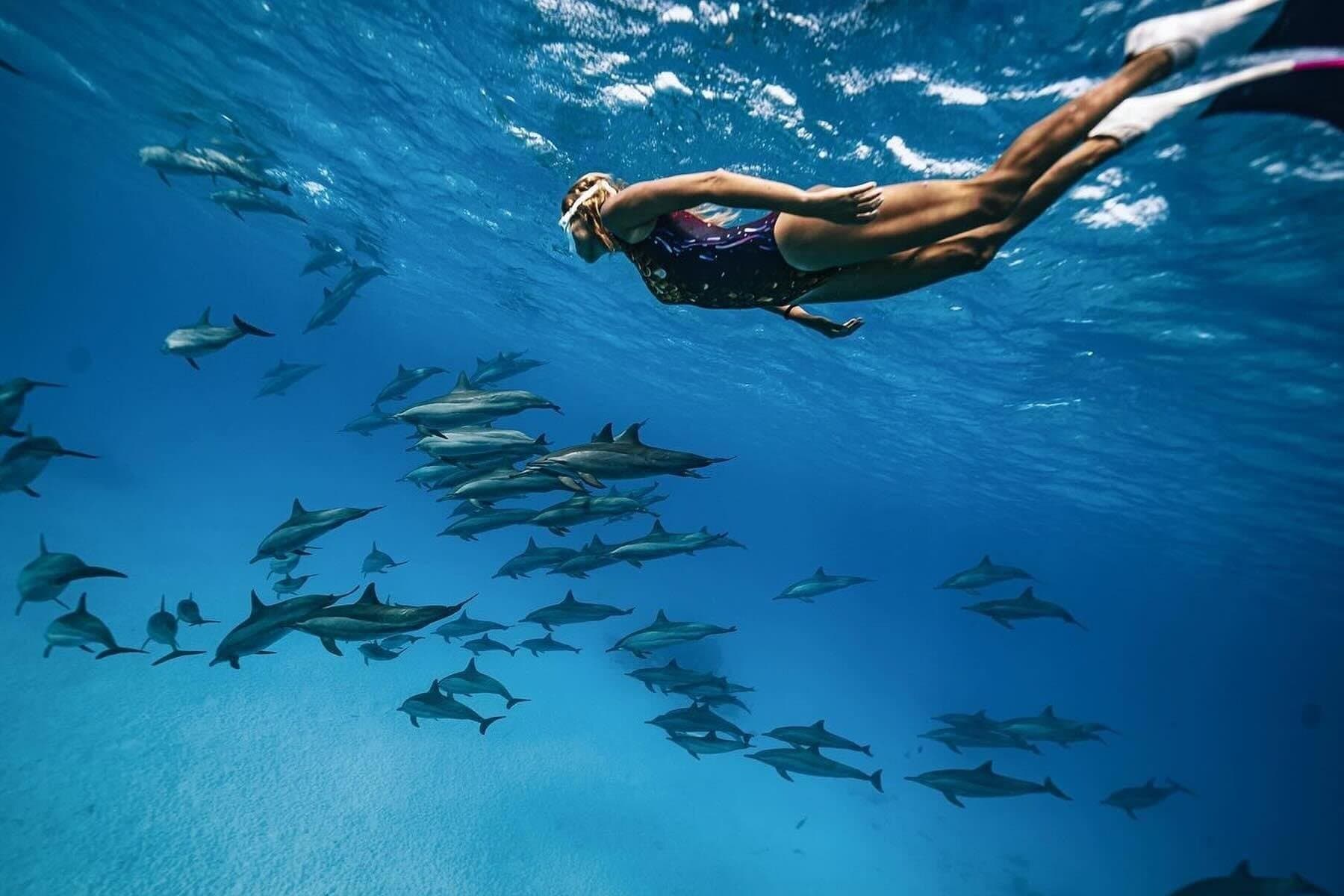 Dolphin House & Snorkeling Excursion in Hurghada