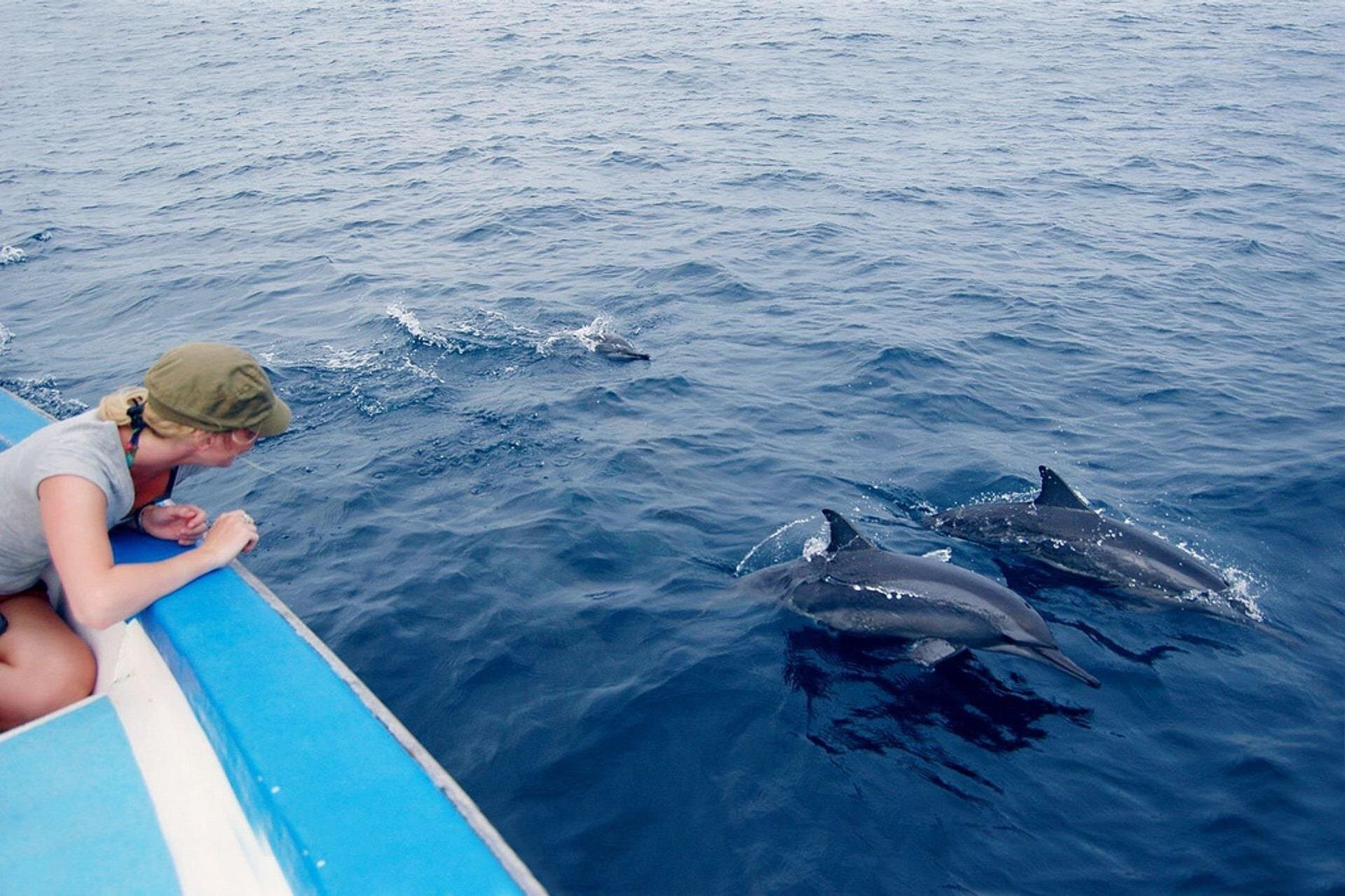Dolphin House Snorkeling Sea Trip Ultimate Adventure - Hurghada