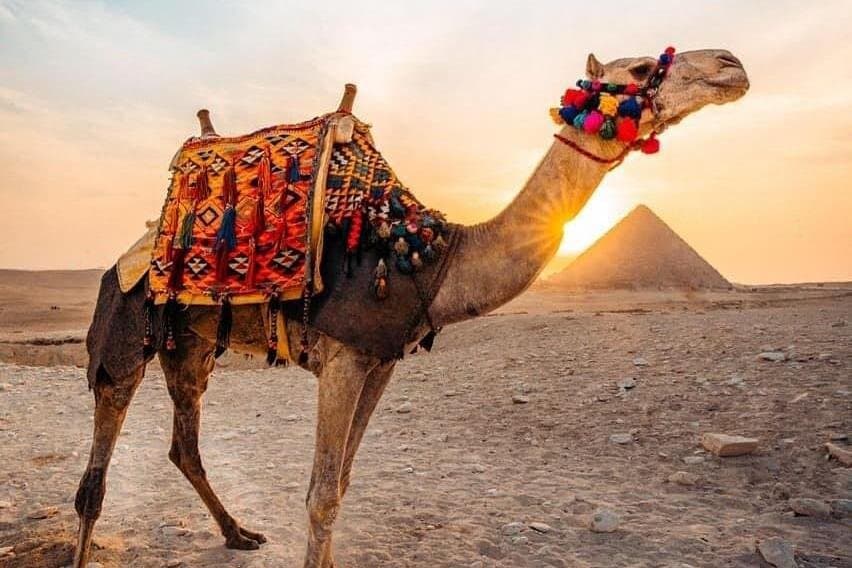 Ride a Camel at the Pyramids Area