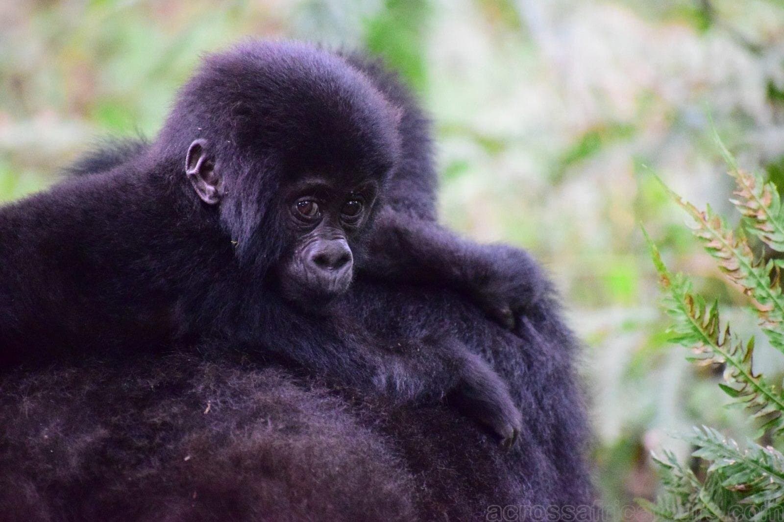 Experience South Cameroon Safari 4 Days 3 Nights