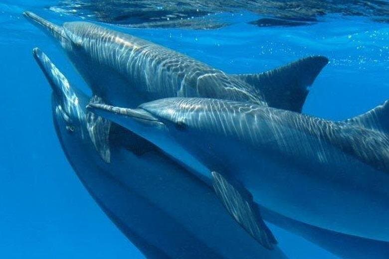 Dolphin House Adventure: Snorkeling with Lunch _ Hurghada