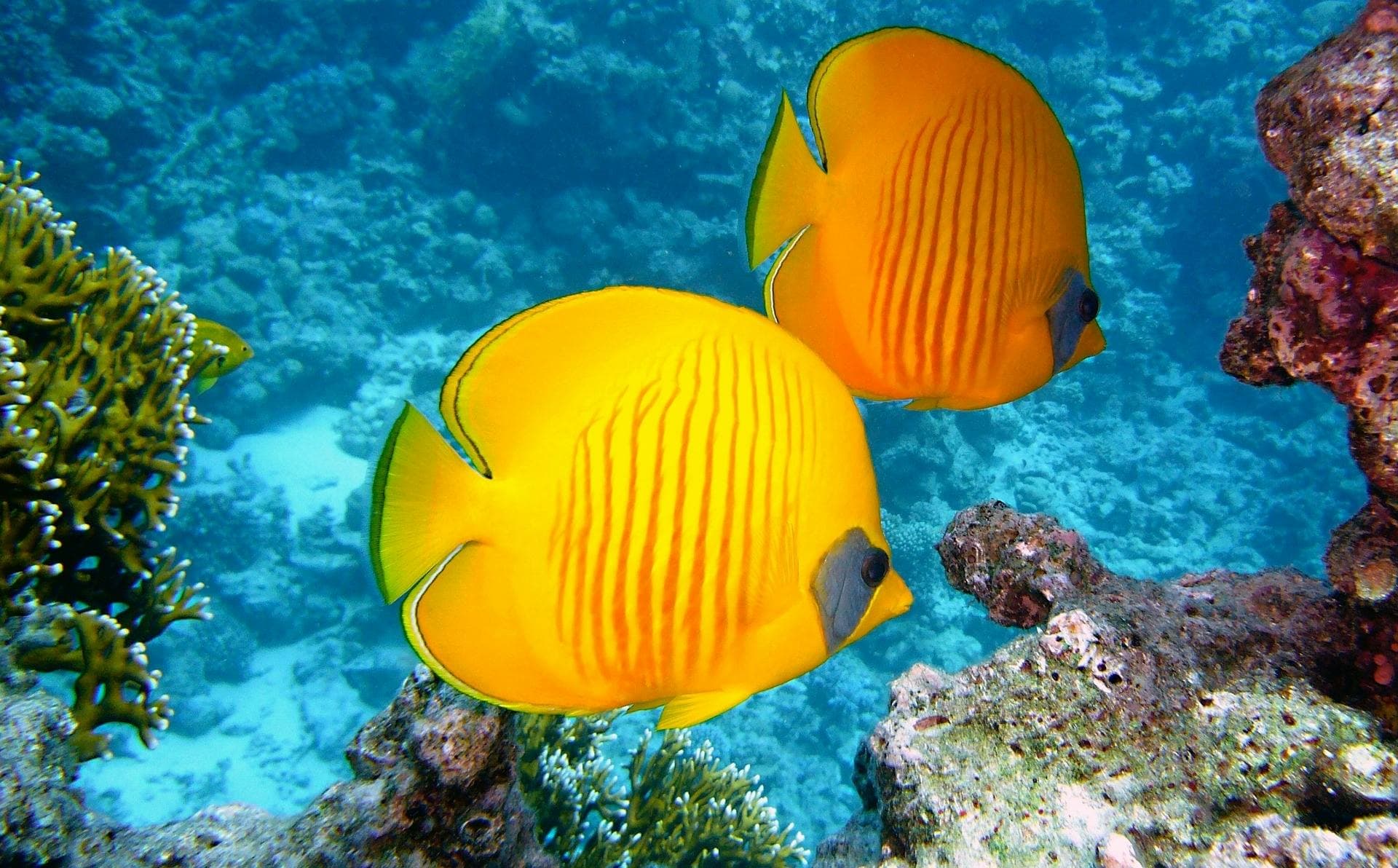 Snorkeling at Port Ghalib Czech Tour from Marsa Alam