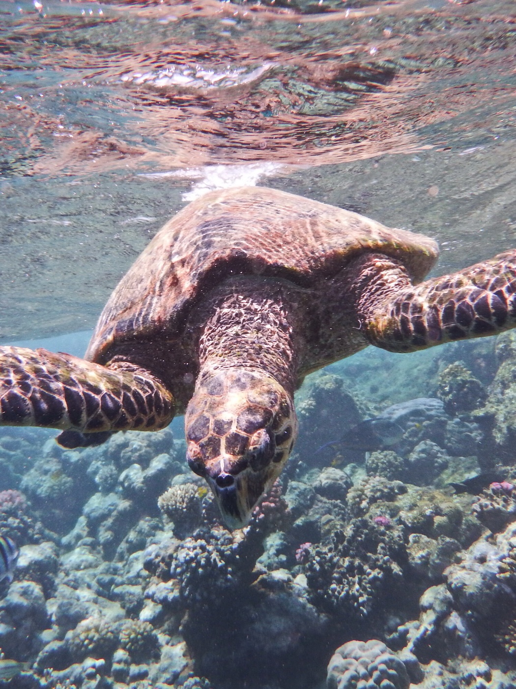 Marsa Alam