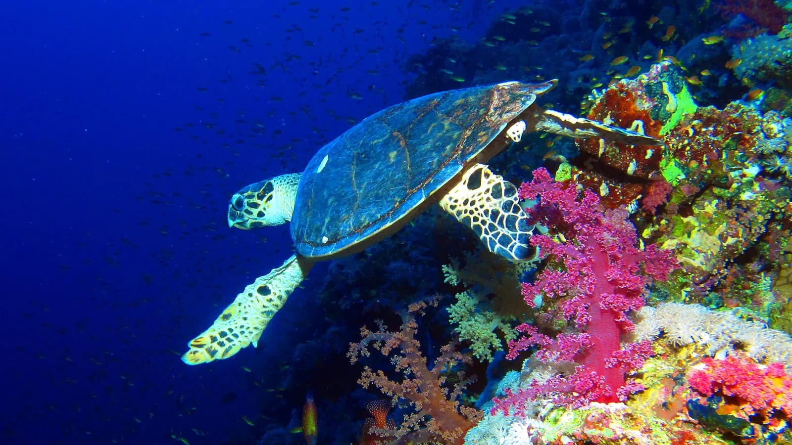 Hurghada Red Sea Scuba Diving for Certified Divers