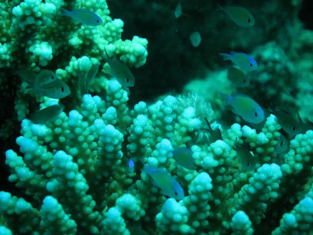 Red Sea Snorkeling Trip with Lunch