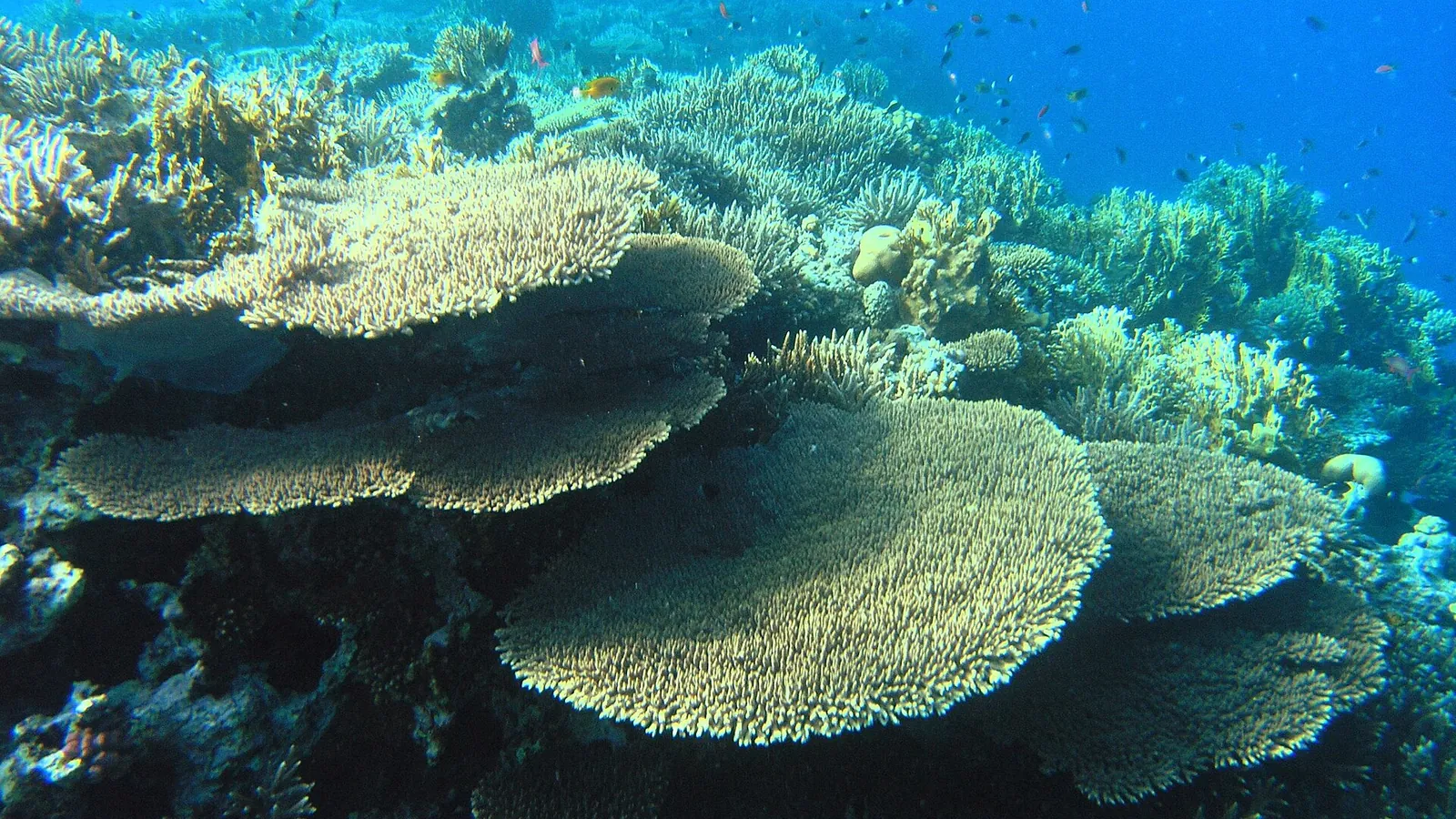 Hurghada Diving (2026): Best Sites, Packages & Prices