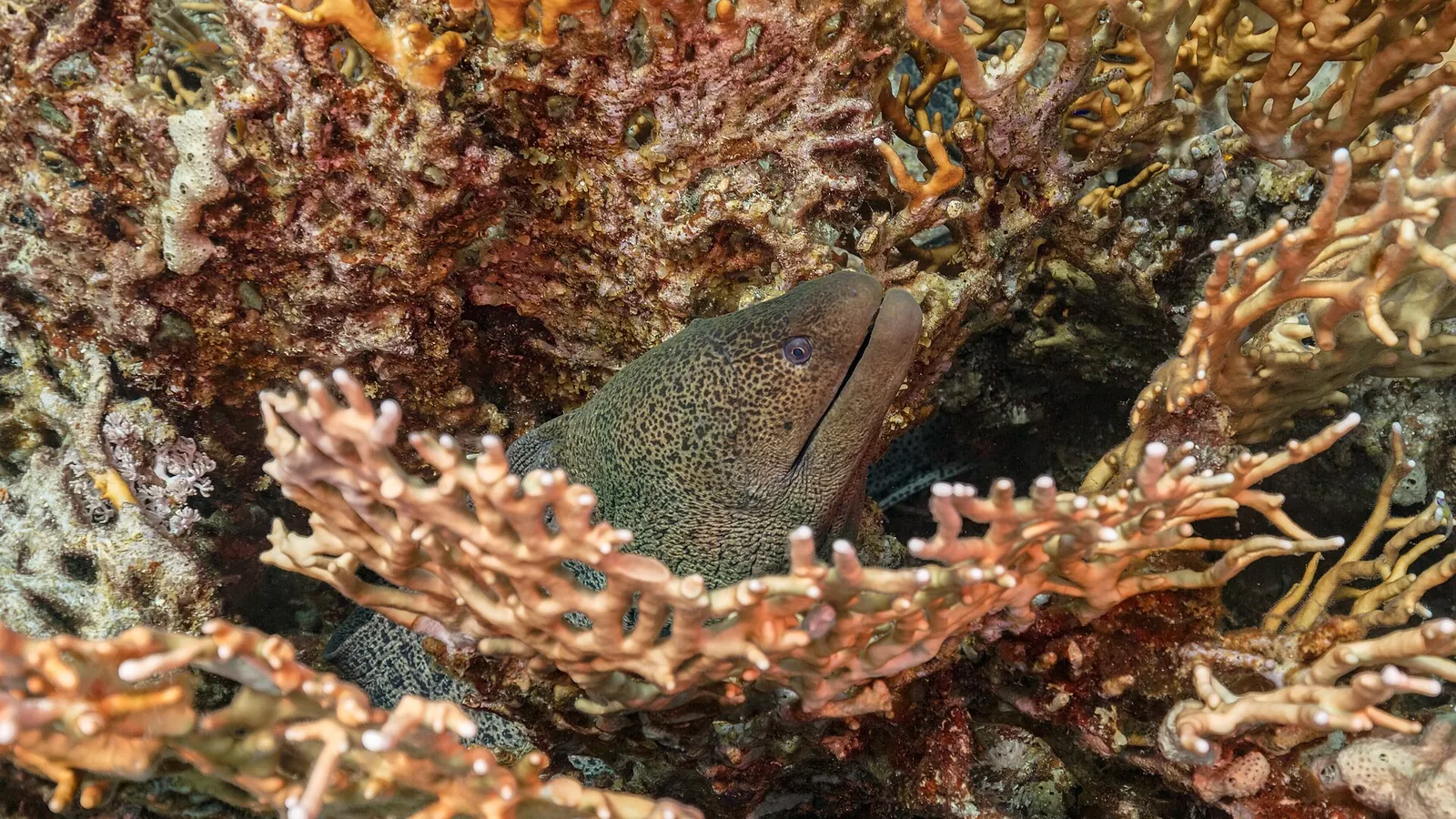 Sharm El Sheikh Excursions & Day Trips