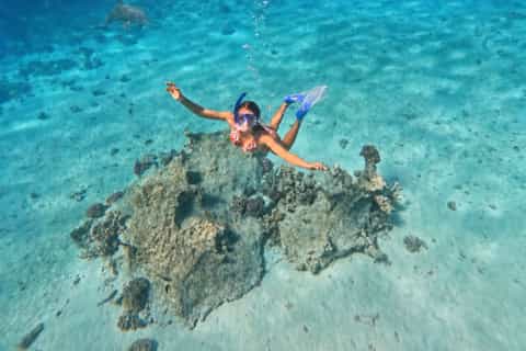 Hurghada: Dolphin House Morning Cruise & Swim with Dolphins