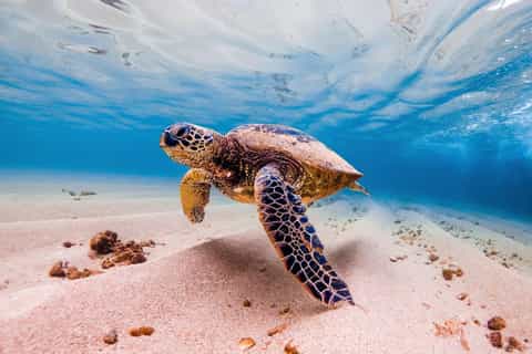 Marsa Alam: Snorkelling with Sea Turtles Marsa Mubarak