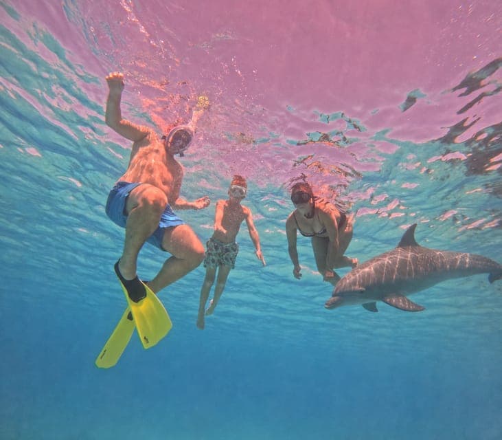 Hurghada: Dolphin House Speedboat Trip & Swim with Dolphins