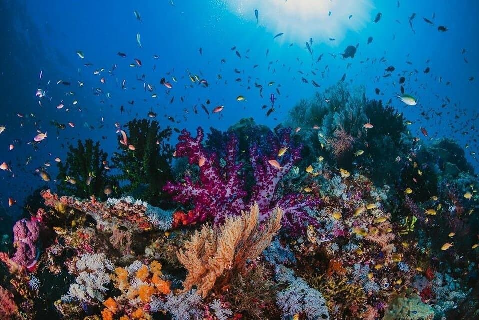 Pirates Boat Snorkeling Sea Trip With Lunch - Sharm El Sheikh