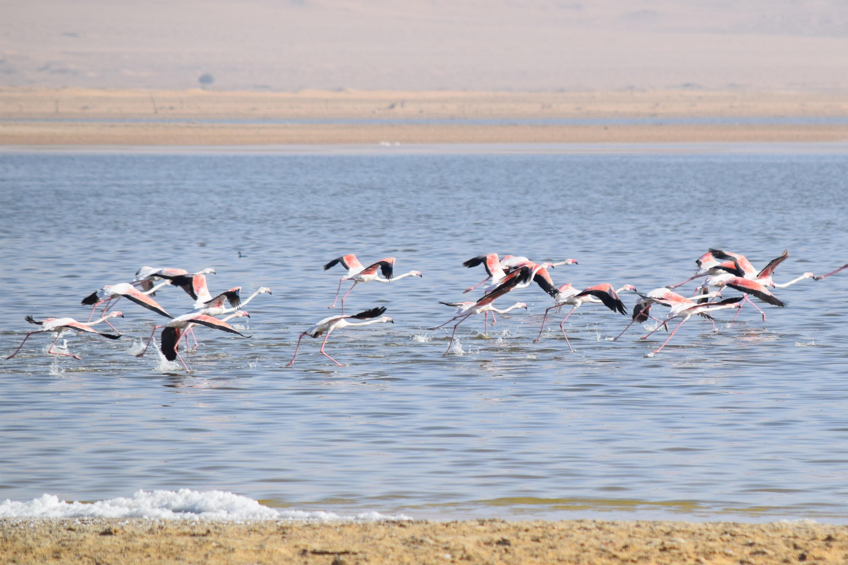 Full-Day Bird Watching Private Experience at Fayoum