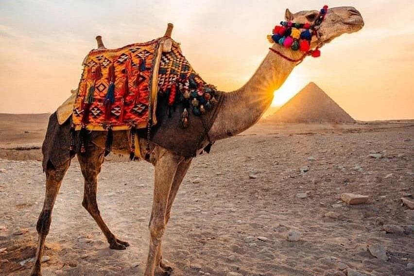 Camel Ride at the Pyramids of Cairo