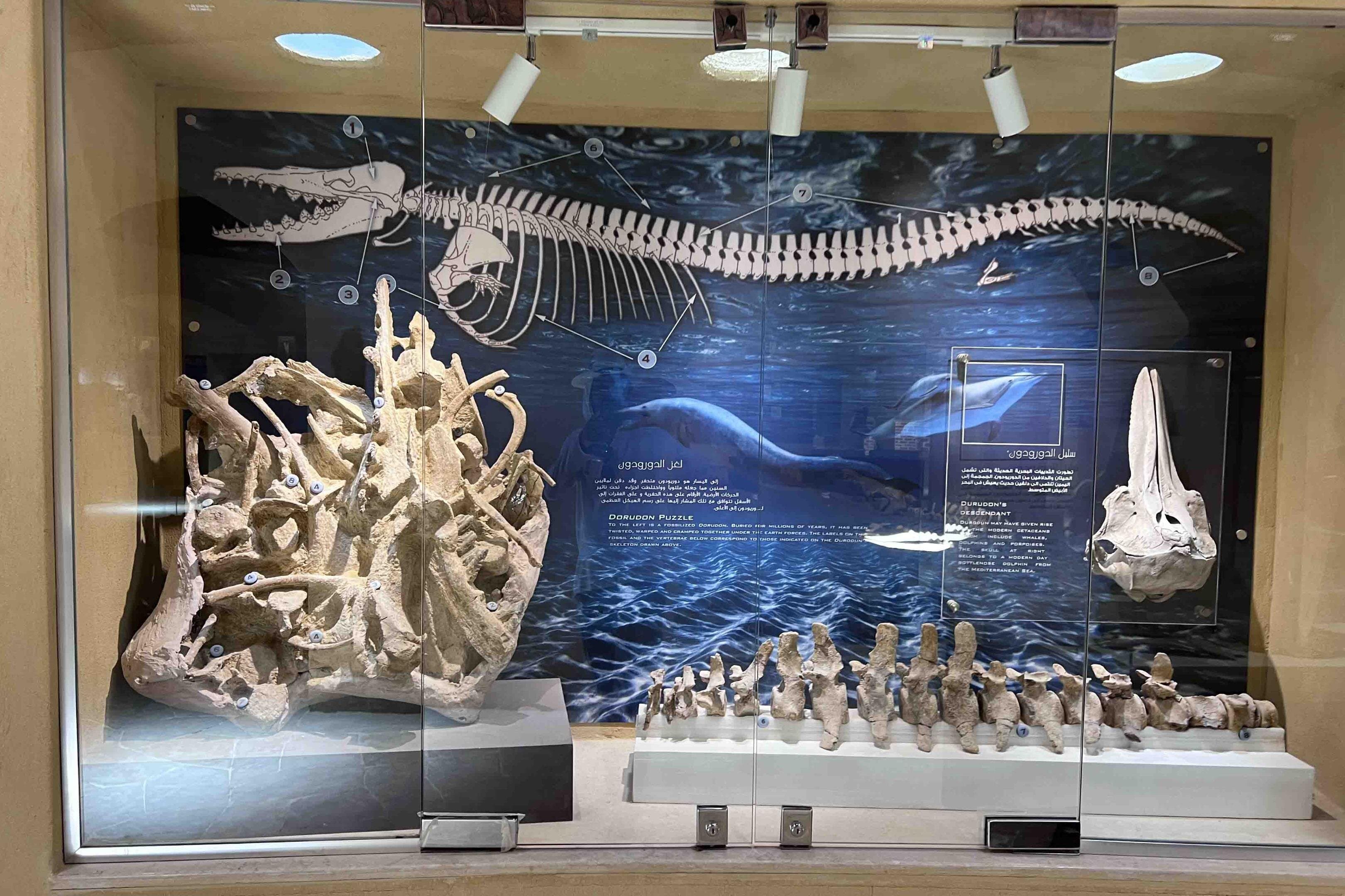 Whales Valley Museum, Magic Lake and Waterfalls in Faiyum Desert