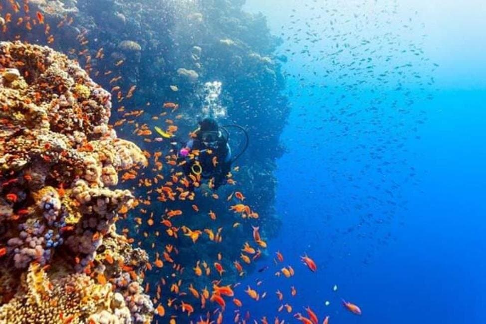Ras Mohamed Snorkeling By Bus In Sharm El Sheikh
