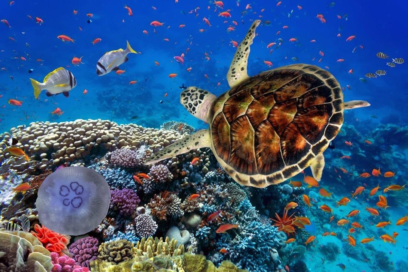 Marsa Alam Diving Expedition