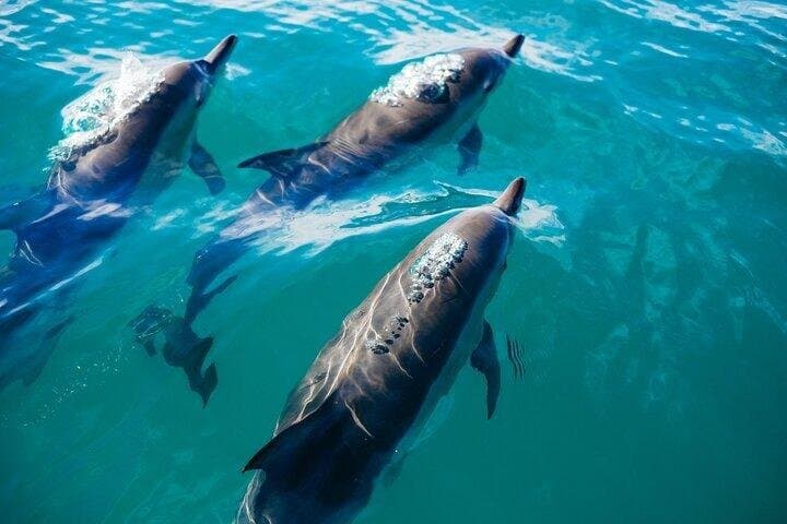 Snorkeling Adventure to Sataya Dolphin House from Marsa Alam