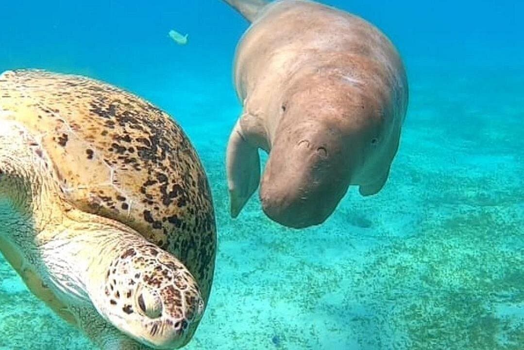 Marsa Mubarak Boat Trip with Turtles & Dugongs from Marsa Alam