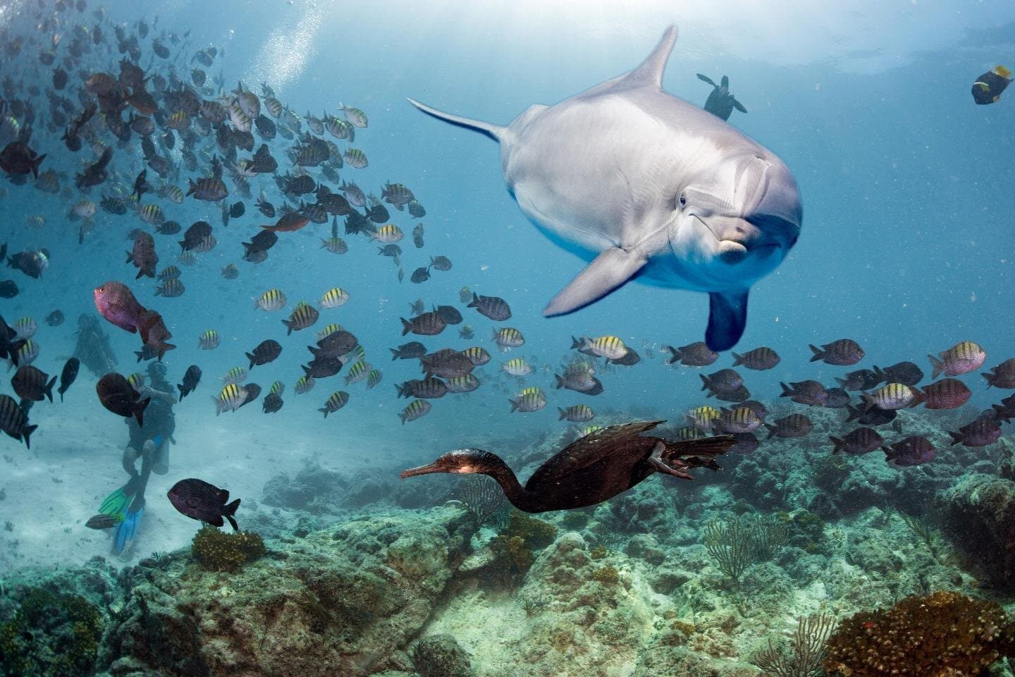 Dolphin House Snorkeling and Relaxation with Lunch – Hurghada