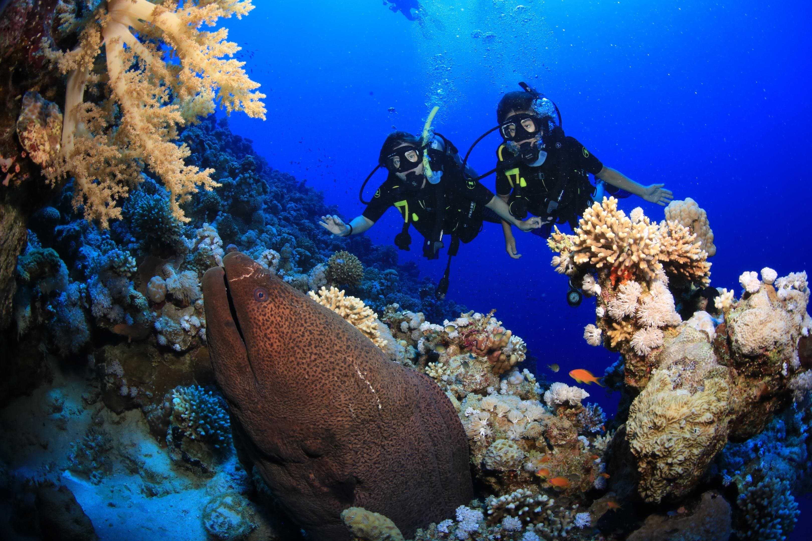 10 Dives by Boat or by Shore
