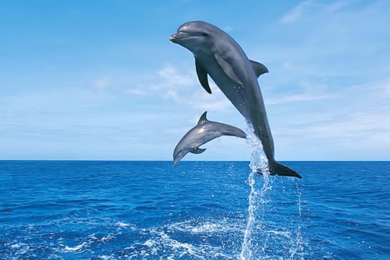 Private Snorkeling Boat Trip To Dolphin House From Hurghada