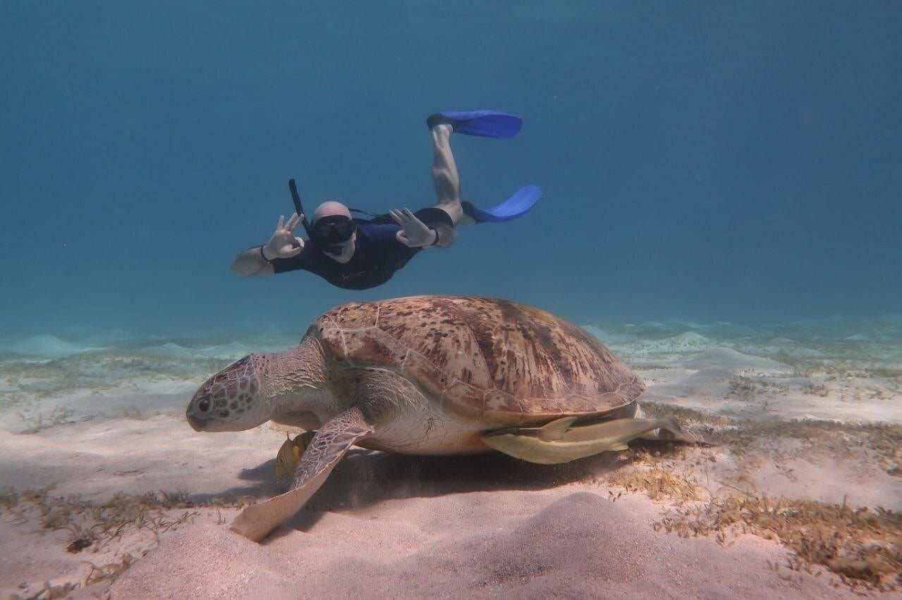 Snorkeling with Dugongs and Turtles on Marsa Mubarak