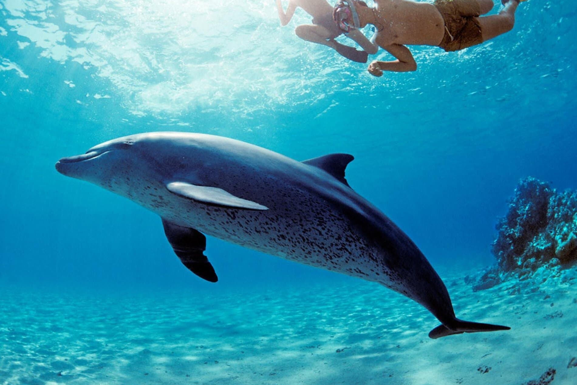 Dolphin House Snorkeling Sea Trip, Lunch & Transfers : Hurghada