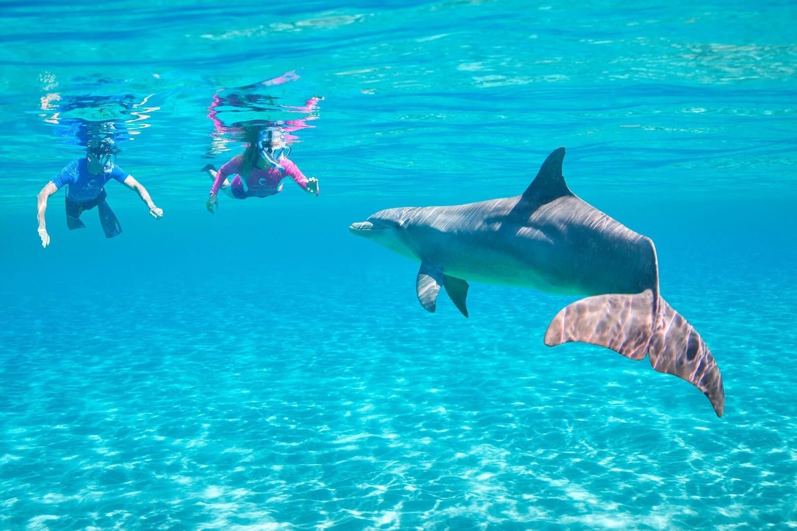 Hurghada : Dolphin House Snorkeling Cruise With Lunch & Transfer