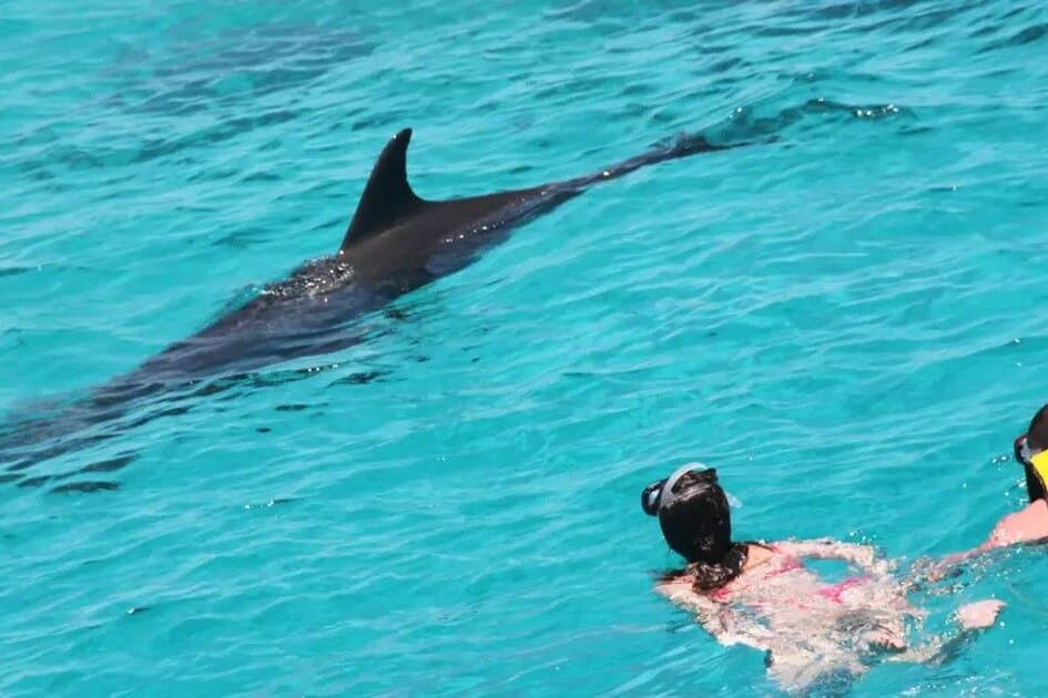 Hurghada Dolphin Watching Yacht Trip with Snorkeling