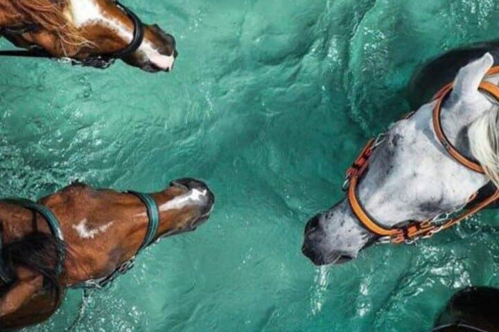 Horse Riding Beach 2 Hours